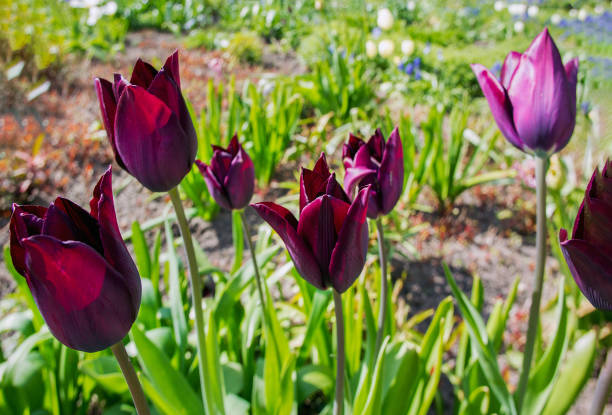 Awe purple tulips in April in Potsdam - a garden next to the house of Karl Förster, a famous German landscape gardener of the past