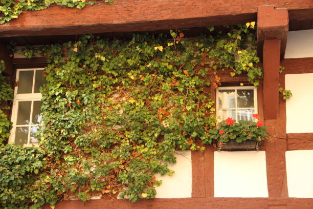 istock an house overgrown with ivy 1465096710