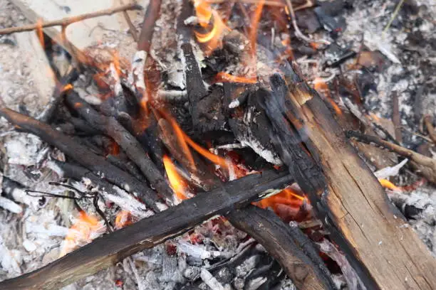 Closeup of burning campfire in forest.