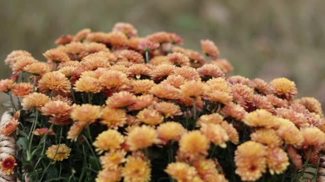 Beautiful bush of red-orange chrysanthemum, grandiflorum, is a hybrid species of perennial plant from family Asteraceae close-up. Gardening concept. Beautiful autumn flowers