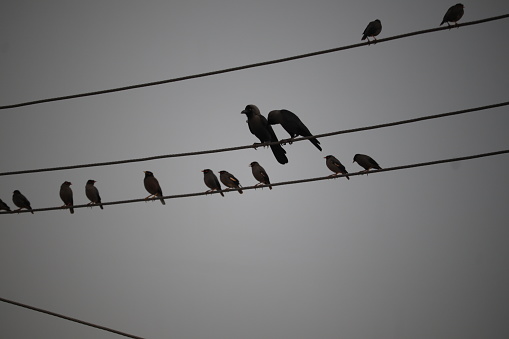 Various birds preached on an electric pole at evening.