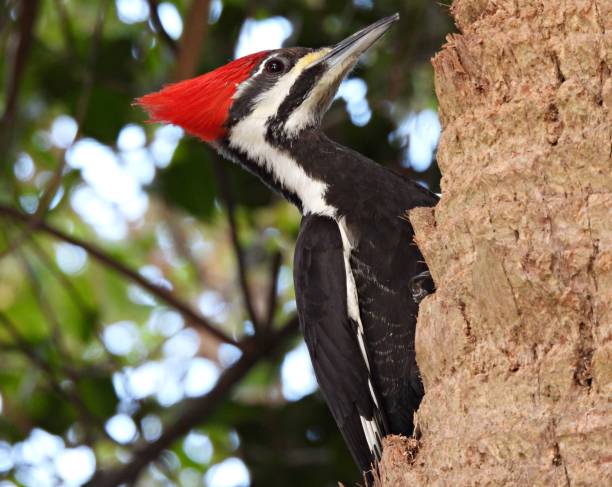 istock Pileated Woodpecker (Dryocopus pileatus) -perched on the side of a palm tree 1465100835