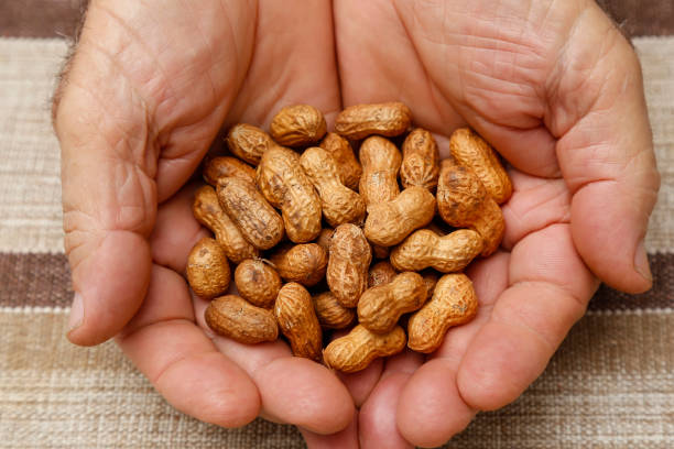 istock hand with several peanuts in shell - food leguminous plant 1465101086