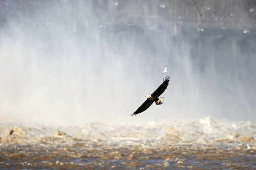 The Conowingo dam is a popluar attraction to watch birds, especially bald eagles.