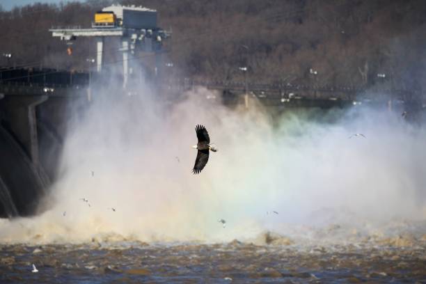 물에 기절한 물고기를 잡아먹는 코노빙고 댐의 날아다니는 대머리 독수리 - bridge pennsylvania susquehanna river concrete 뉴스 사진 이미지