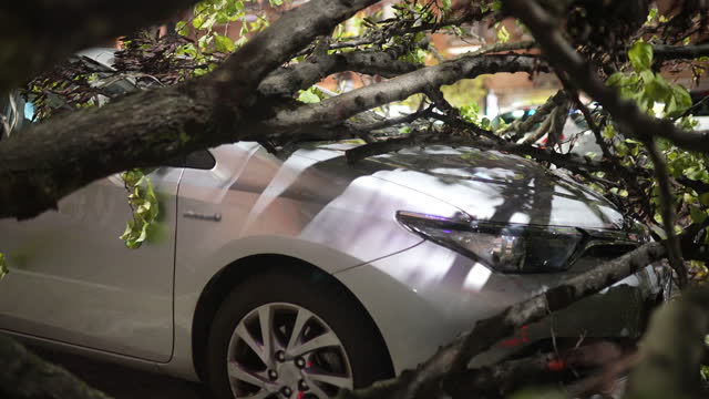 Branches of dry uprooted fallen tree destructed parked car surface, danger on the streets during heavy thunderstorm, meteorology emergency and hurricane damage