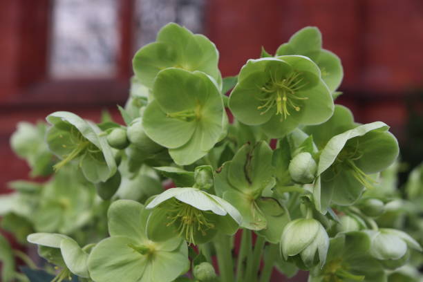 istock Helleborus Flowers 1465103243