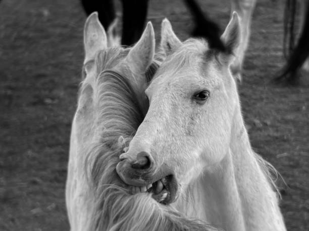 Horse profile