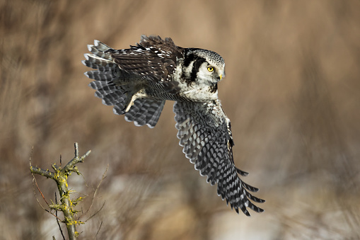 Northern hawk owl in flight.