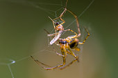 Spider on a spider web.