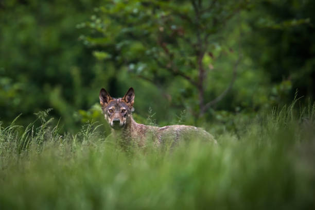 Grey Wolf (Canis lupus), gray wolf. - fotografia de stock