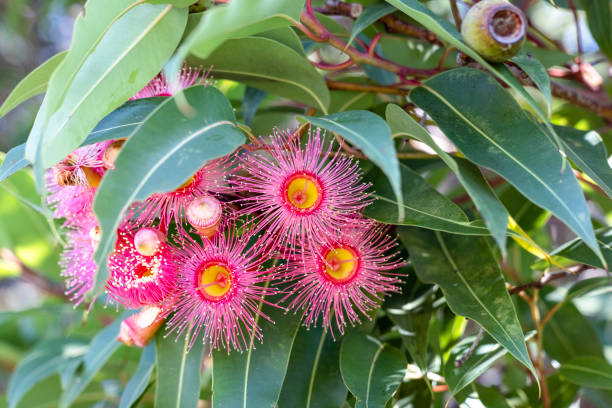 istock Beautiful Gum tree pink flowers and buds, background with copy space 1465105466