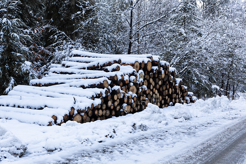 Pile of sawn tree logs covered with snow in a snowy forest in Beskid Mountains, Wegierska Gorka, Poland, winter.
