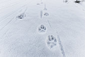 Wolf Footprint.