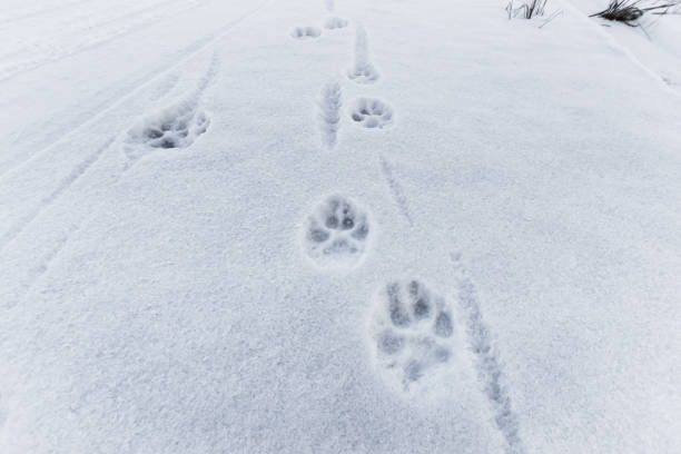 Wolf Footprint. - fotografia de stock