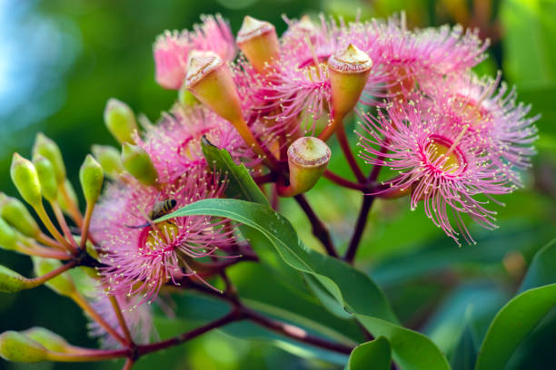 istock Beautiful Gum tree pink flowers and buds, background with copy space 1465110862