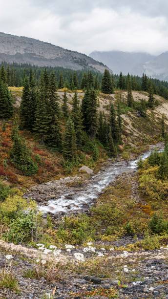 istock During autumn, looking east through the forest along Hilda Creek from Icefields Parkway at  Saskatchewan River Crossing in Kananaskis Country (Claresholm), Alberta, Canada. 1465111199