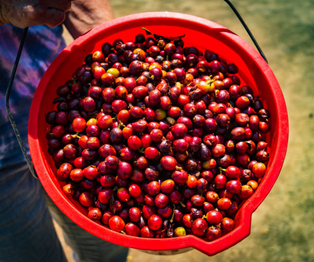 istock bucket of fresh ripe coffee beans 1465114440
