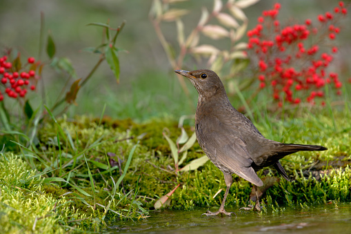 Female blackbird in the frozen pond