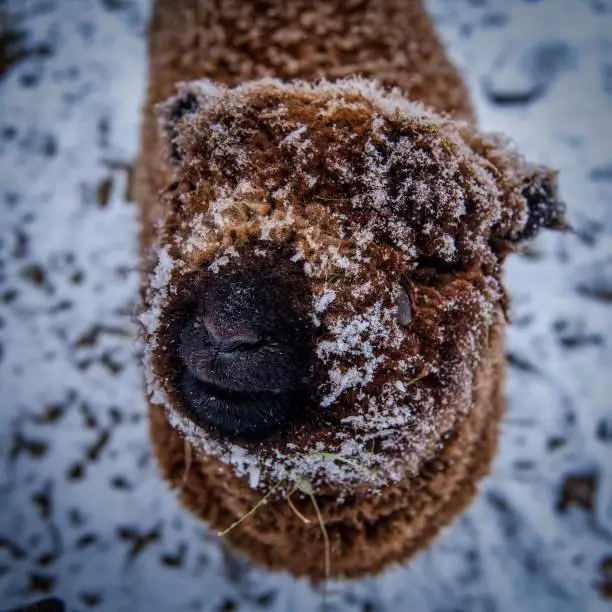 Babydoll Lamb experiencing his first snowfall