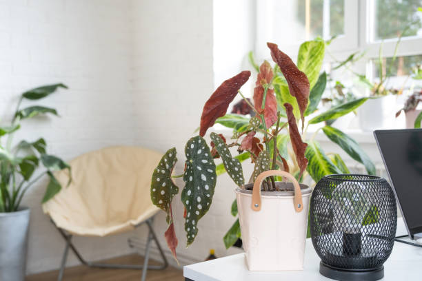 istock Home potted plant begonia maculata polka dot leaves decorative deciduous in interior on table of house. Hobbies in growing, greenhome 1465120466