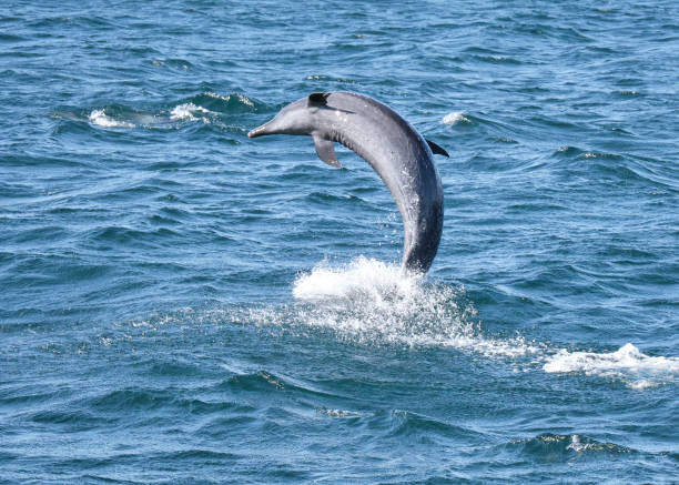istock Bottlenose dolphin jumps in ocean 1465120927