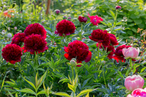 istock Red Peony albiflora. Paeonia officinalis Command Performance in the garden 1465121077