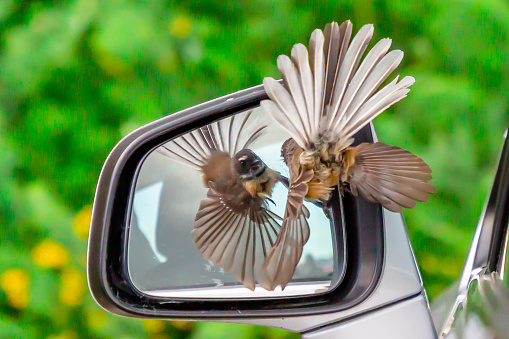 Fantail in mirror