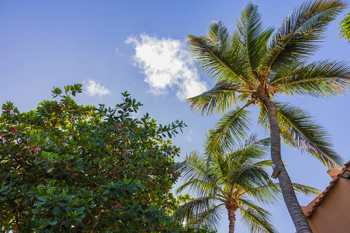 Beautiful view of tops of palms and other tropical trees against blue sky with white clouds. Aruba.