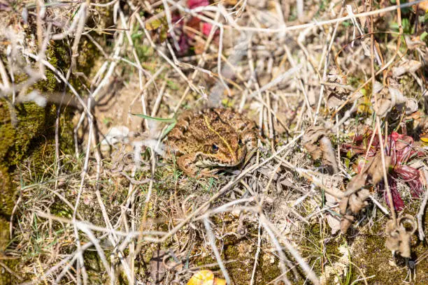 Iberian waterfrog, Iberian green frog, or Coruna frog (Pelophylax perezi)  portrait in extreme close range.