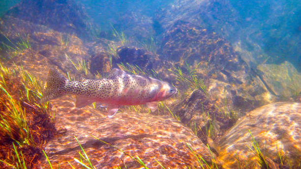 unterwasser-westhang-cutthroat-forelle am middle fork des salmon river, idaho - cutthroat trout stock-fotos und bilder