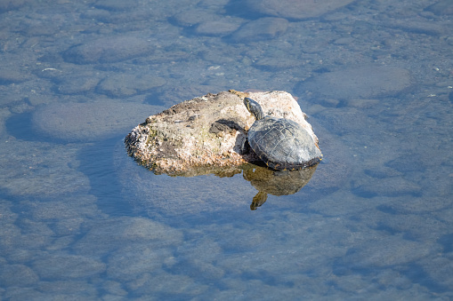 A close up of a Diamondback Terrapin in natural habitat.