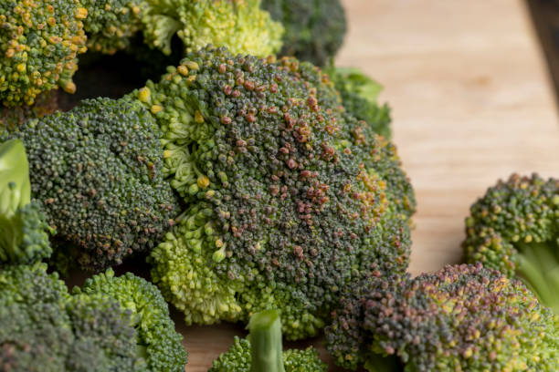 istock Green ripe broccoli in raw form 1465143574