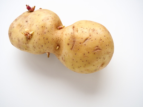 Ugly potatoes on white background. Unnormal vegetable, zero waste. Irregular shaped pratie spud. Influence of dioxins, radiation, pesticides and mutagenic factors on plant development