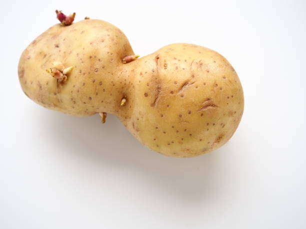 Ugly potatoes on white background. Unnormal vegetable, zero waste. Irregular shaped pratie spud. Influence of dioxins, radiation, pesticides and mutagenic factors on plant development. stock photo