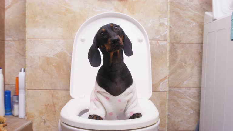 Silly dachshund stuck in toilet and quietly waits for help