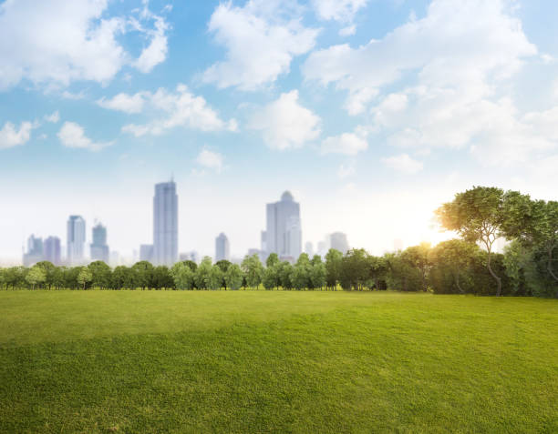 istock Green grass field with tree forest and cloudy blue sky 1465145531