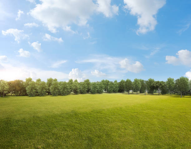 istock Green grass field with tree forest and cloudy blue sky 1465145532