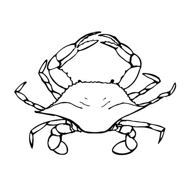 Vector illustration of Blue crab black and white vector illustration isolated on a white background.