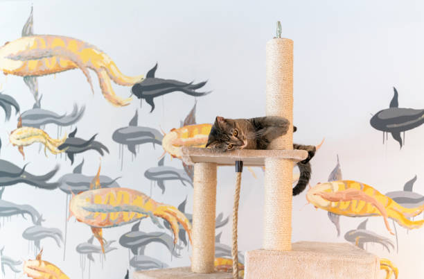istock Domestic cat is playing on a cat playground, lying on a perch. 1465147684
