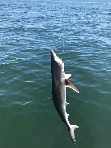 A shark caught and released in Tampa Bay