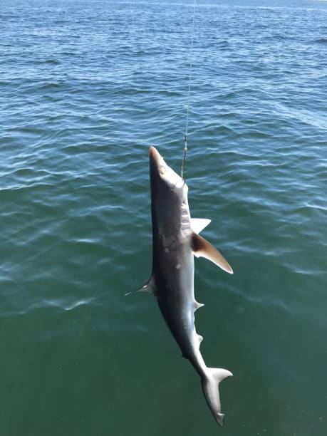 Shark on the Line stock photo