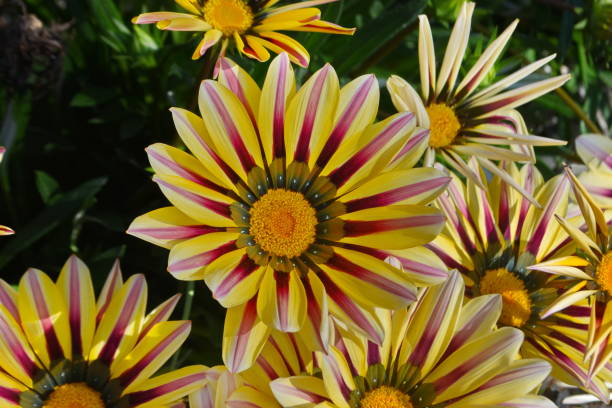 istock Pretty Gazania  flowers 1465151261