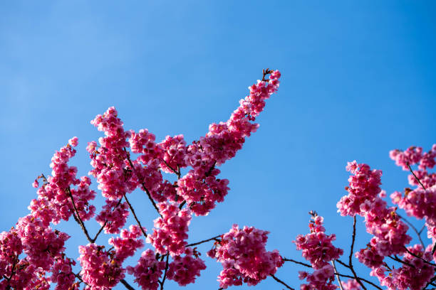 istock Sakura in Winter, in Tokyo 1465151428