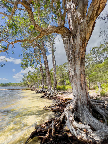 foresta dell'albero del tè - lago cootharaba - indigenous culture australia aborigine australian culture foto e immagini stock