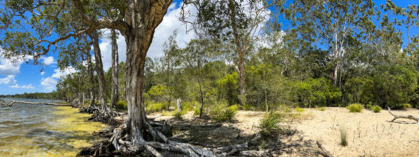 панорама леса чайного дерева - озеро кутараба - aborigine grass family australia indigenous culture стоковые фото и изображения