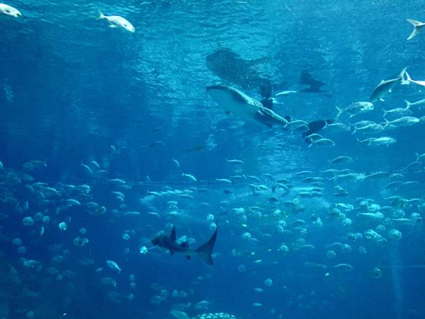 istock fish in the aquarium 1465153037