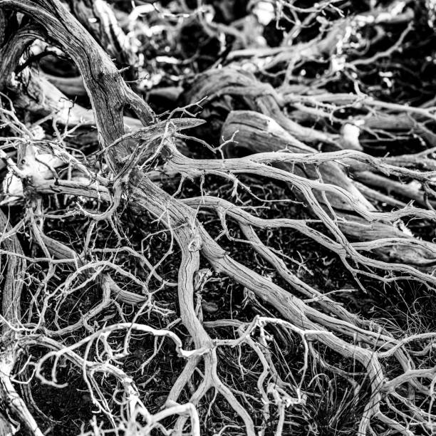 istock Black and White Tangle of Branches 1465154369