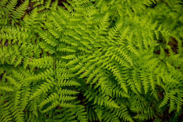 istock Happy Ferns Spread Across the Forest Floor 1465155929