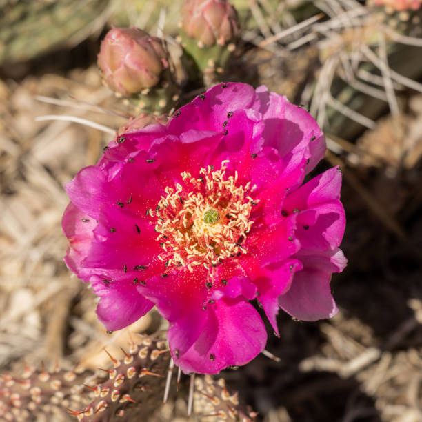 분홍색 딸기 고슴도치 선인장 꽃 위로 기어 다니는 곤충을 내려다 보며 - cactus hedgehog cactus flower desert 뉴스 사진 이미지